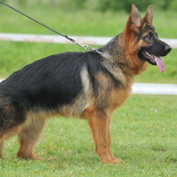 German shepherd on leash
