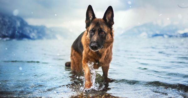 German Shepherd Dog  in water