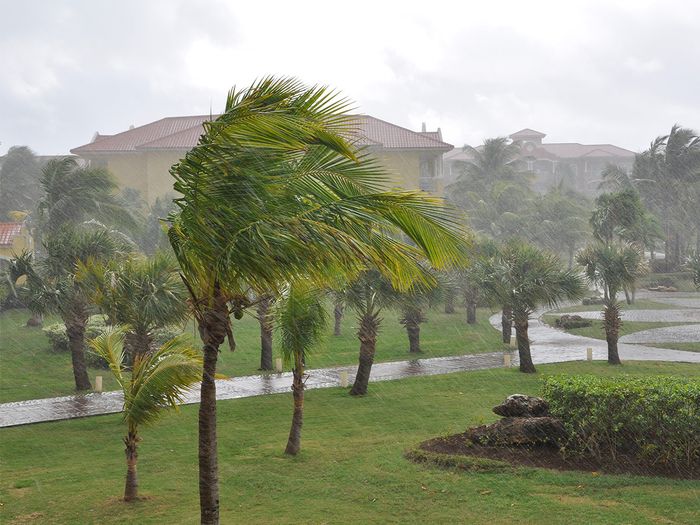 Trees are swaying due to strong winds and rain during hurricane storm.