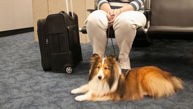 Collie Dog at airport 
