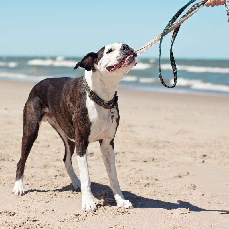 A dog on a beach pulling on his leash