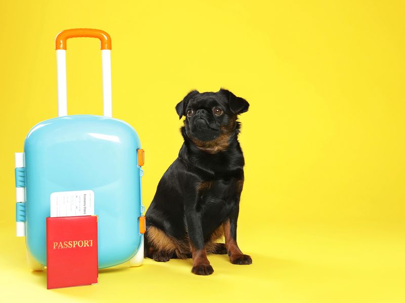 Adorable black Petit Brabancon dog with ticket and passport near the suitcase