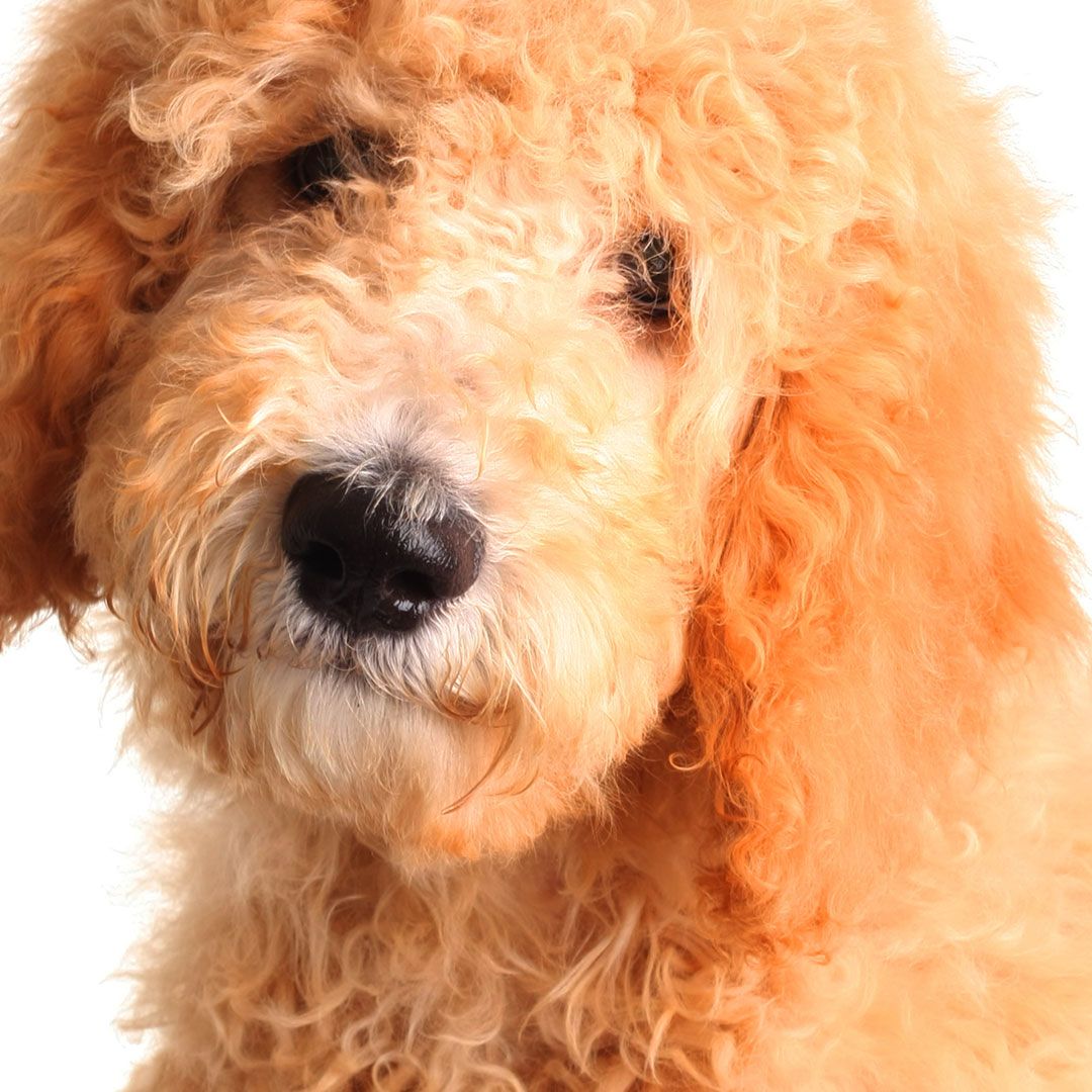 Golden doodle puppy.