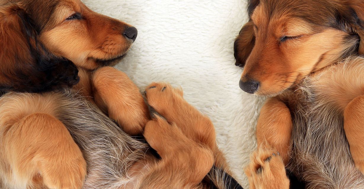 puppies cuddling