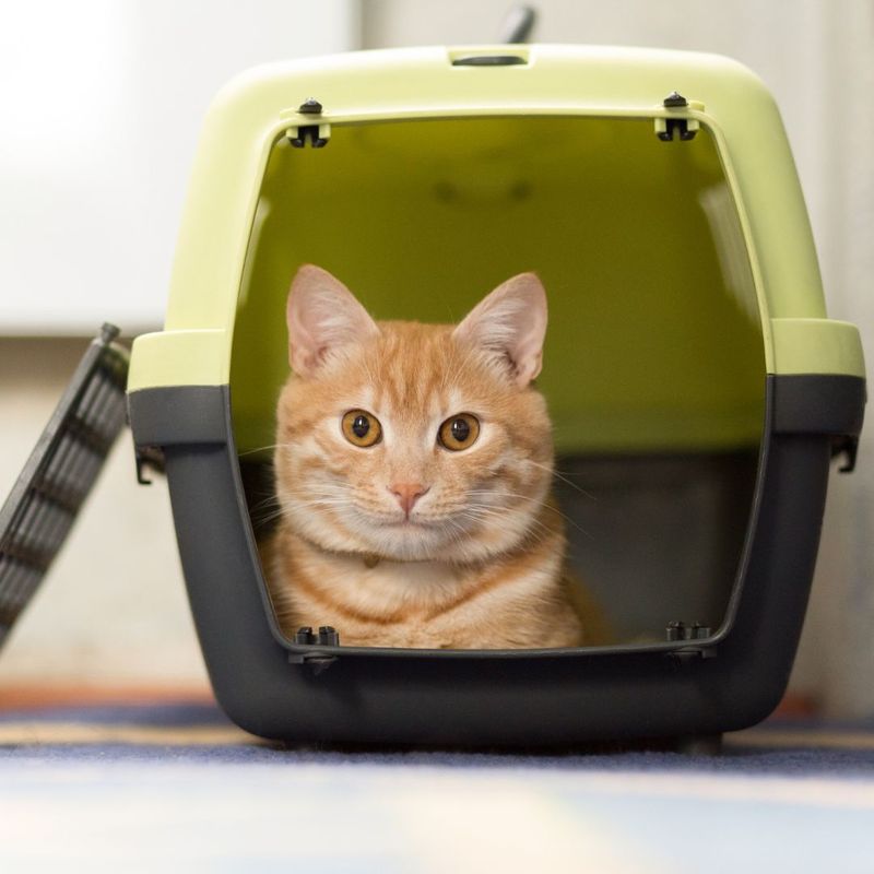Cat in carrier