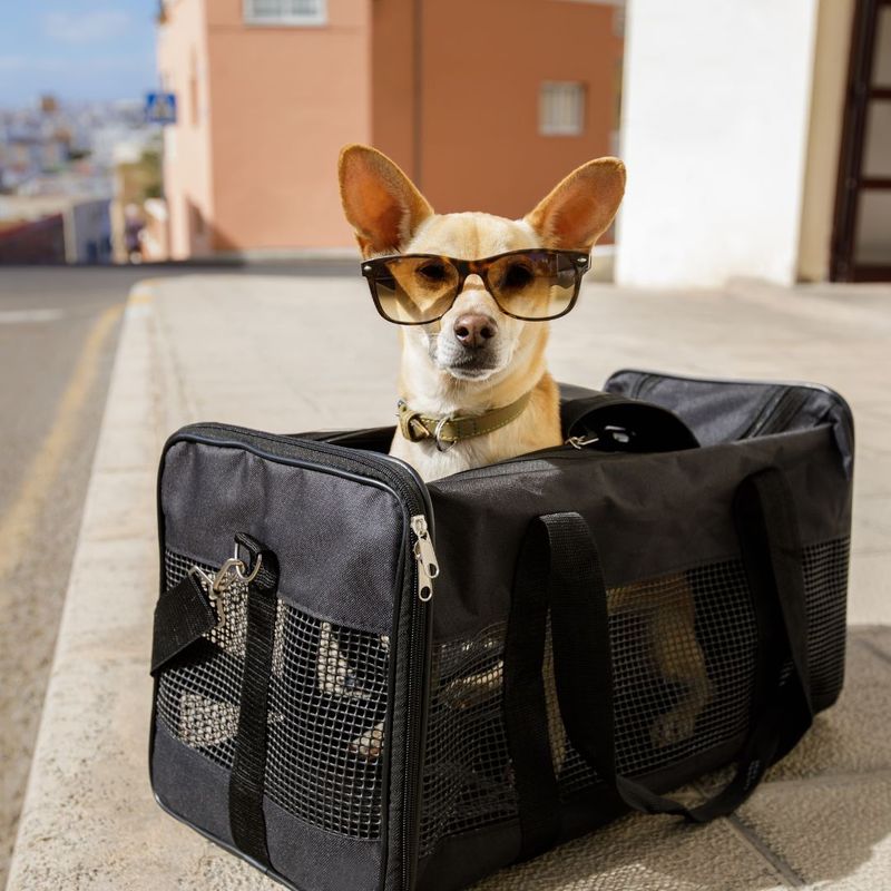 dog in travel bag