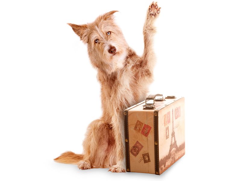 dog sitting beckoning behind a suitcase on white background