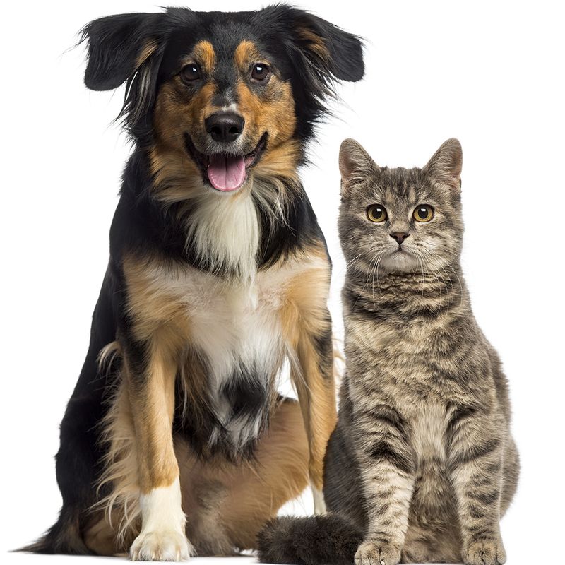 Image of a dog and cat sitting together