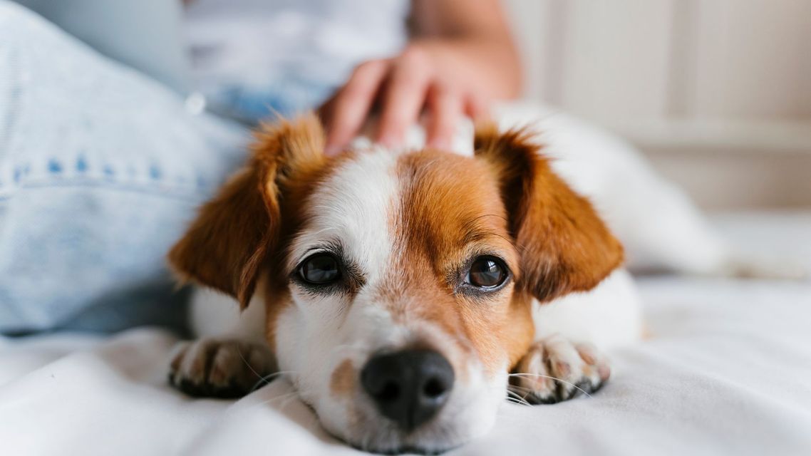 dog being petted