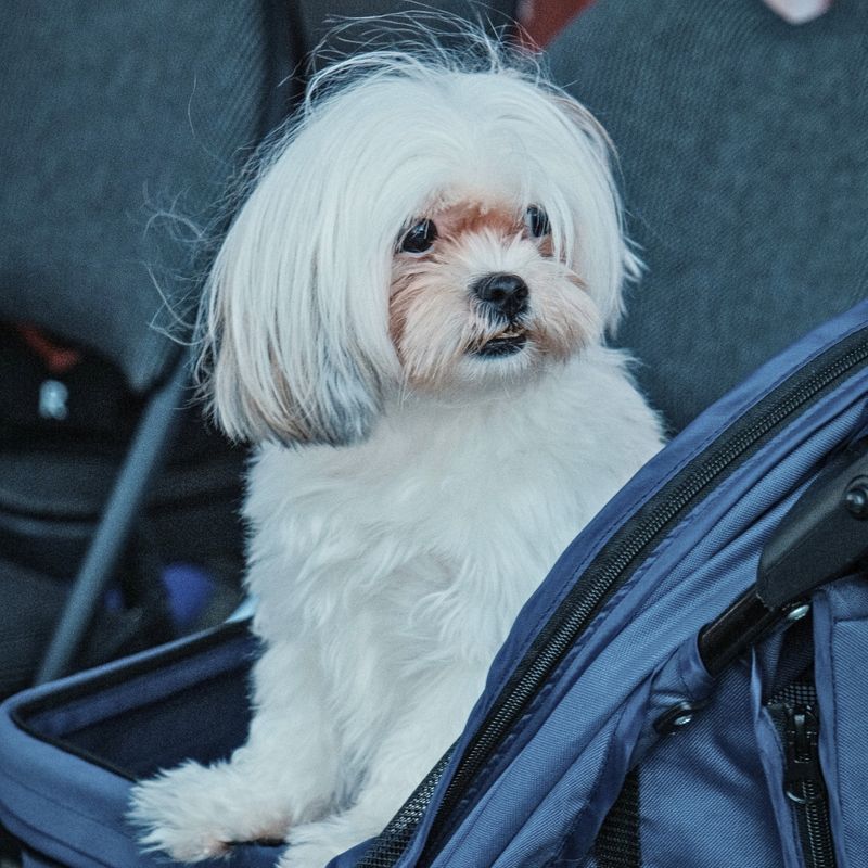 2-Flying Your Puppy Essential Tips for a StressFree Experience.jpg