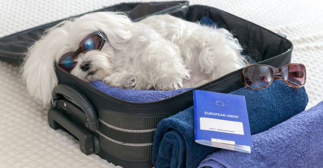 dog laying in suitcase