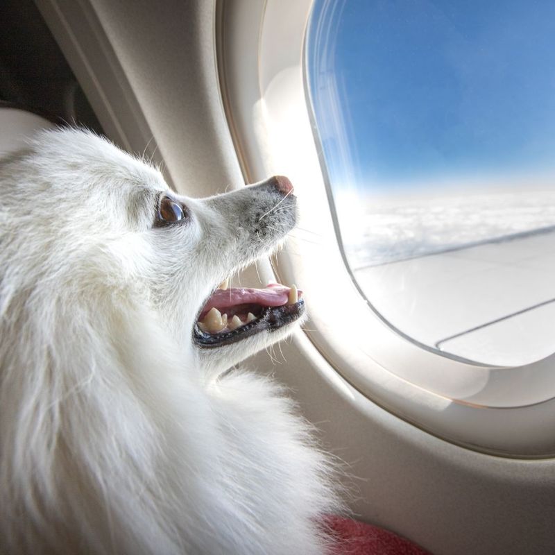 dog looking out of a plane window