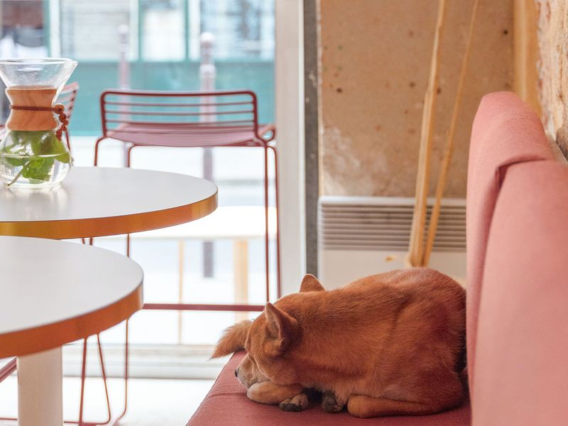 Adorable Shibu resting on a bench inside a pet friendly restaurant 