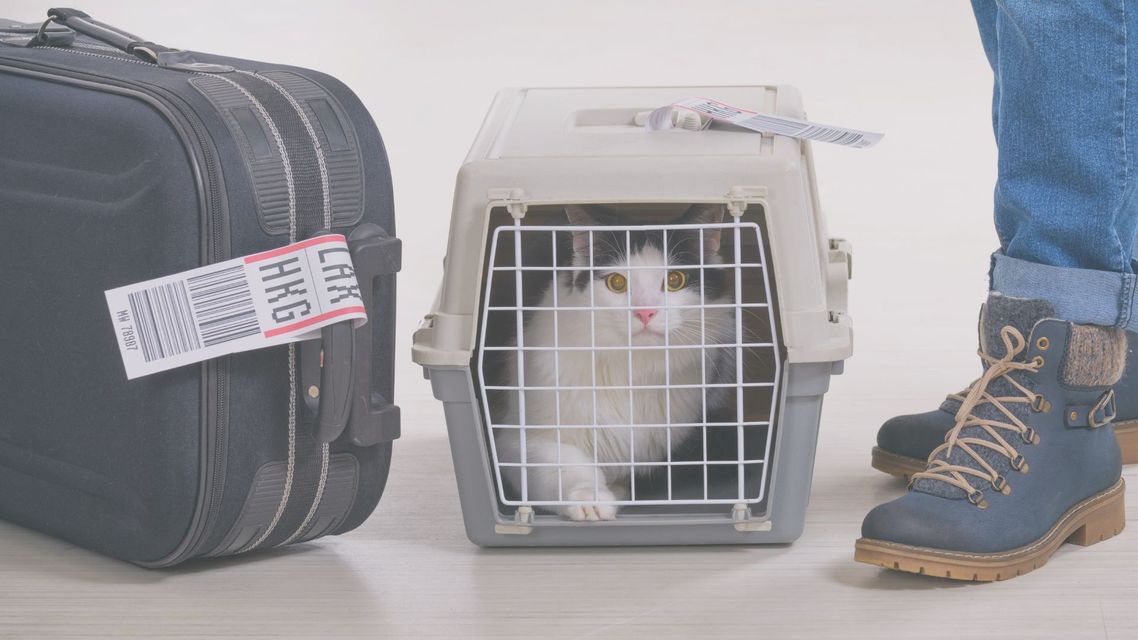Flying With Rescue Pets HERO.jpg