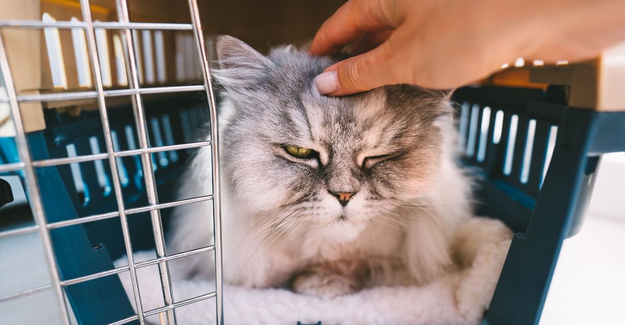 cat in kennel