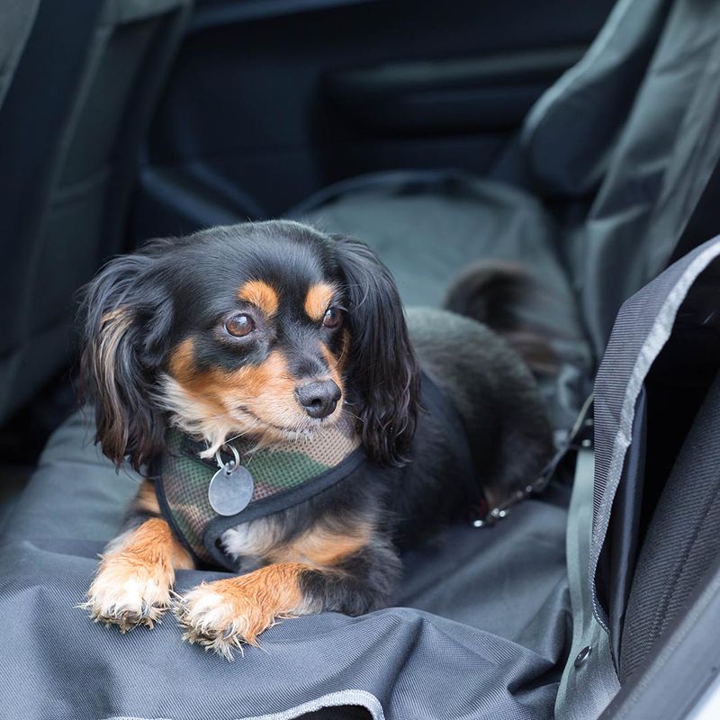 Dog wearing harness in the back seat of a car