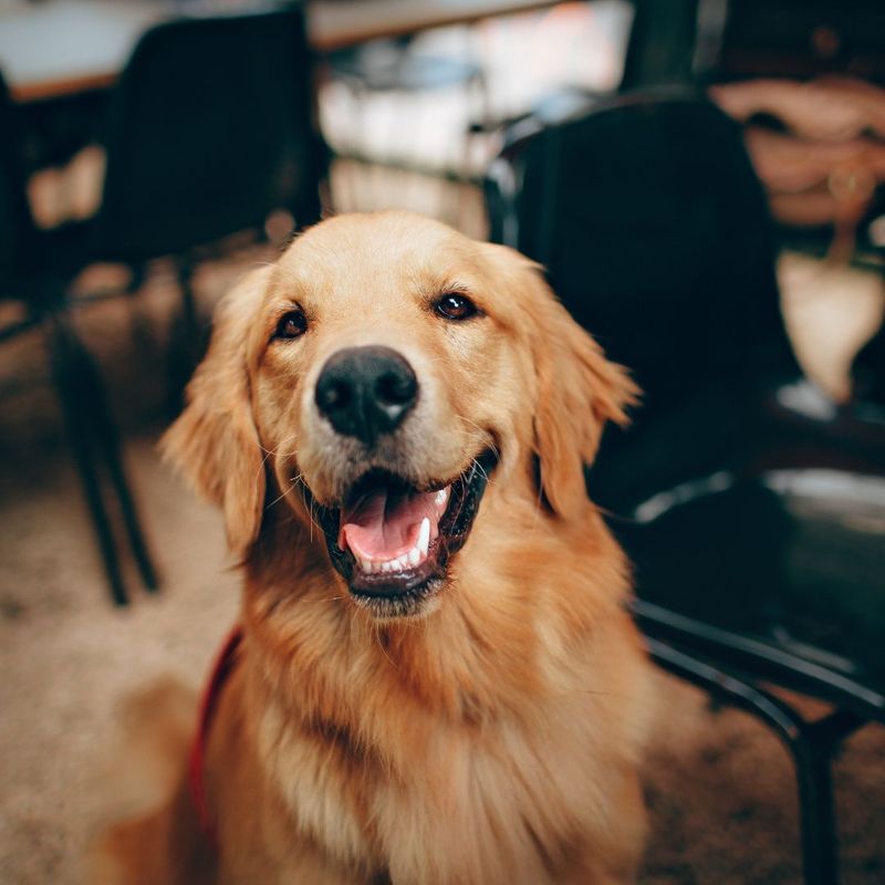 smiling dog smiling dog