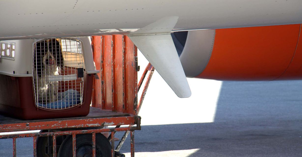 dog on airplane