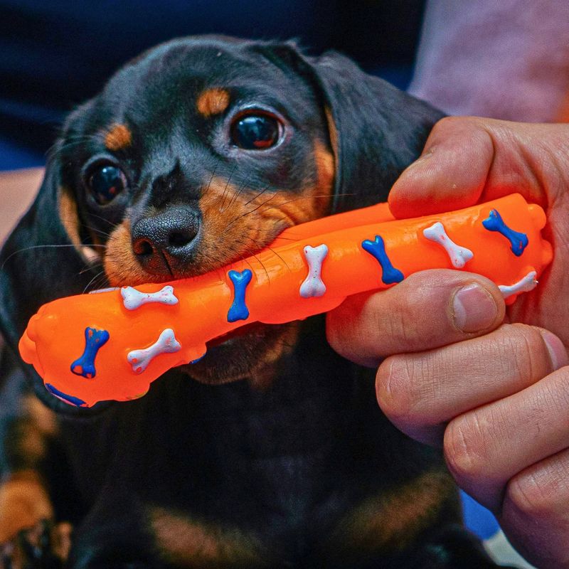 3-Flying Your Puppy Essential Tips for a StressFree Experience.jpg