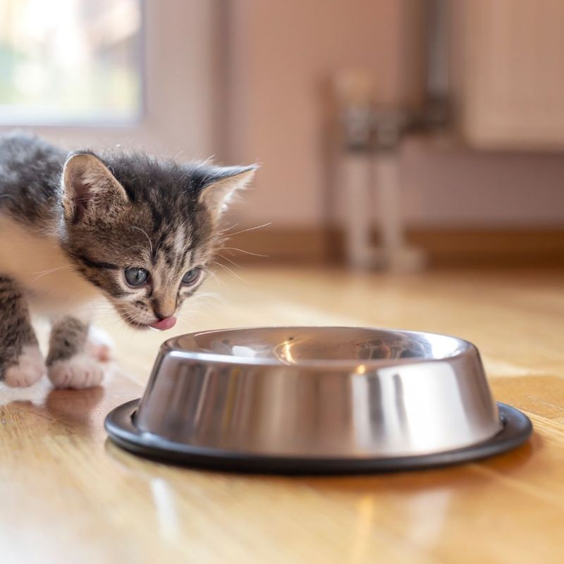 A small kitten licks its lips and approaches a food bowl. 