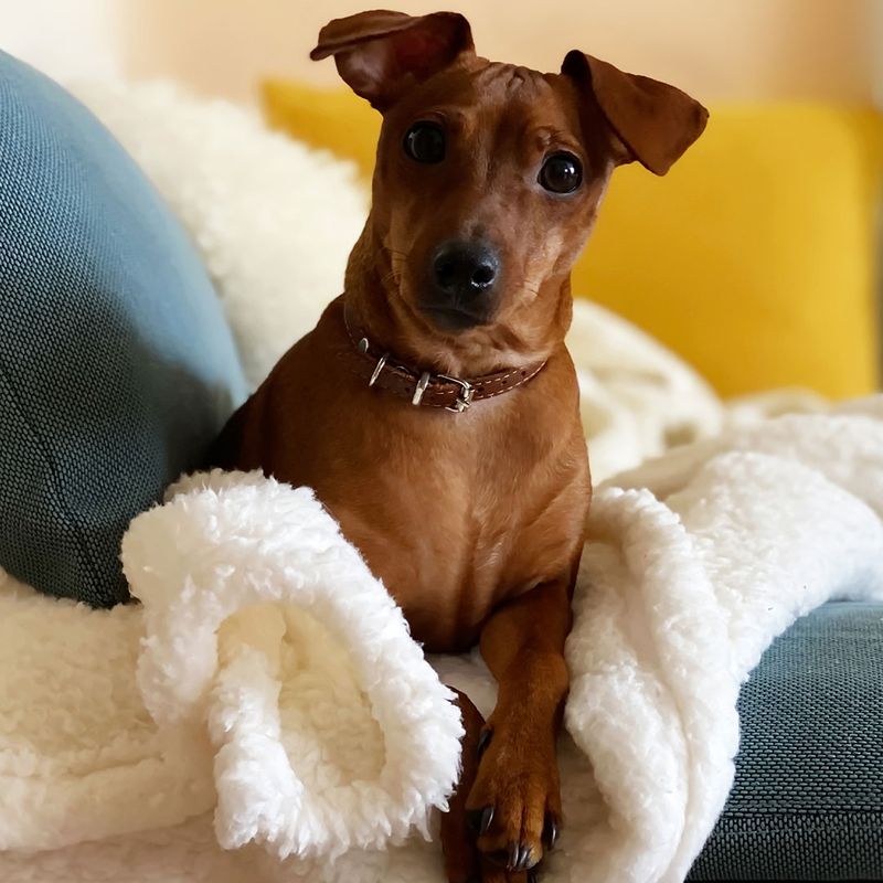 Puppy dog sitting on blue sofa with yellow pillow 