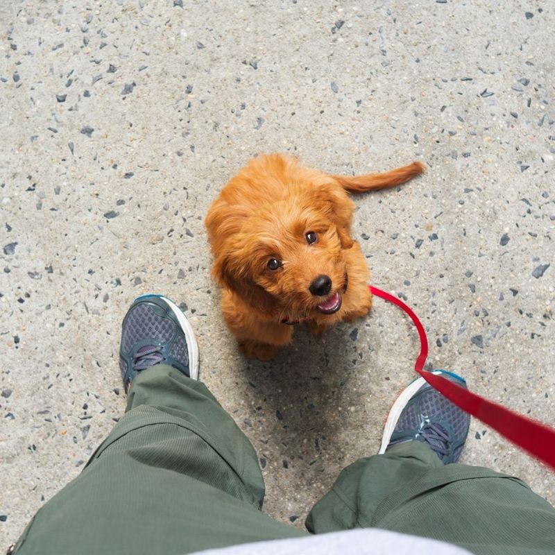 A leashed puppy looks up at a human