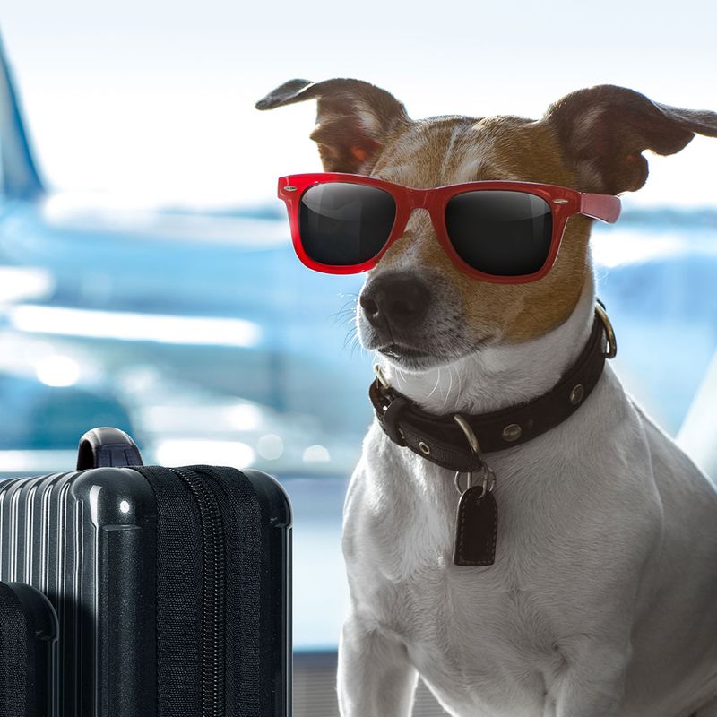 jack russell dog waiting in airport terminal ready to board the airplane 