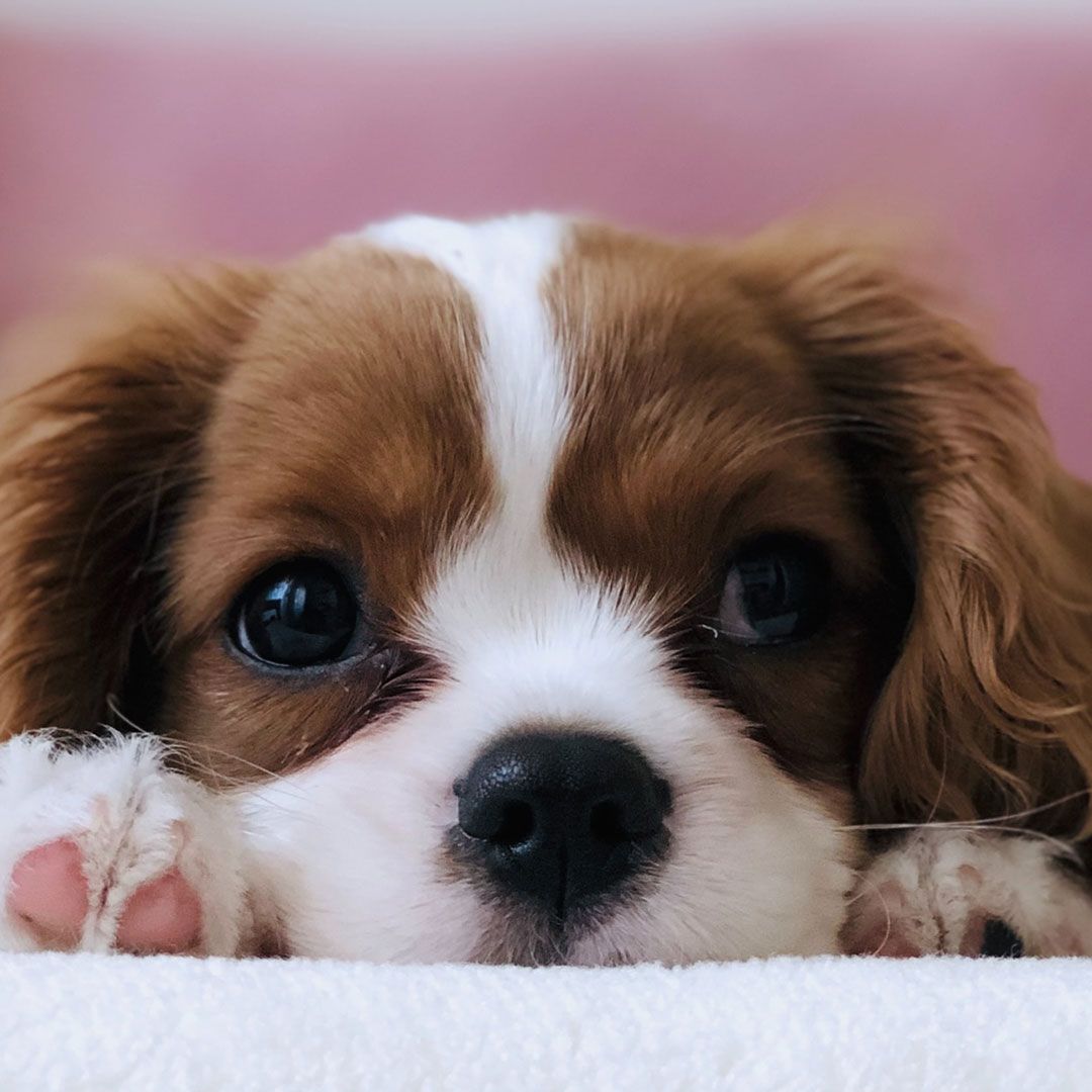 image of a puppy laying on a blanket