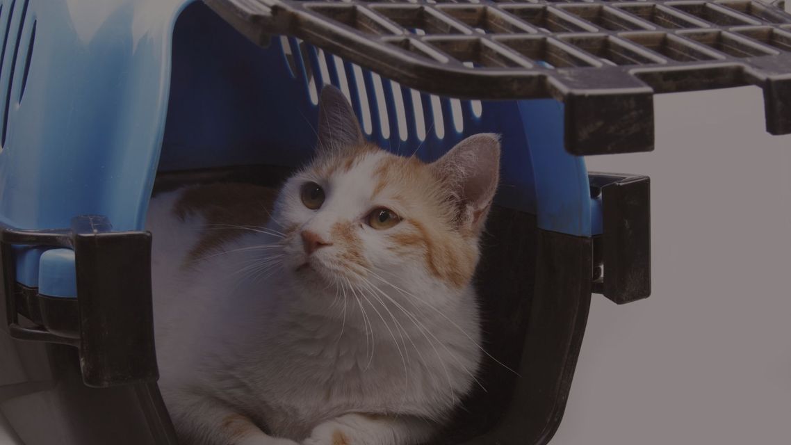Choosing the Right Pet Flight Nanny Hero.jpg