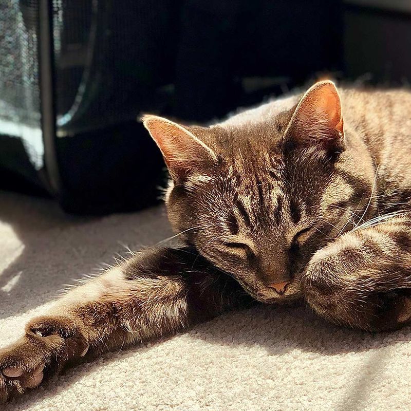 cute cat sleeping in the sun next to a soft case carrier