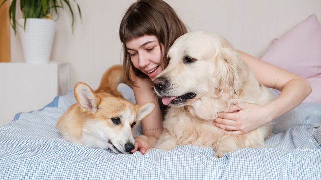 Flying With Multiple Pets.jpg