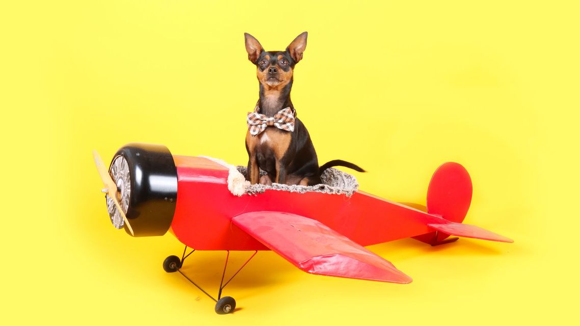 dog plane header.jpg