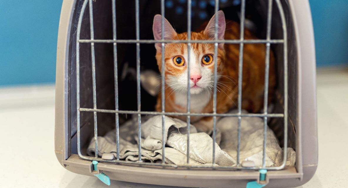 Preparing Your Pet for Travel Checklist for a Smooth Transport Experience - Blog - Feature.jpg