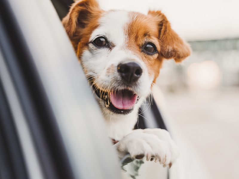 cute small jack russell dog in a car watching by the window 