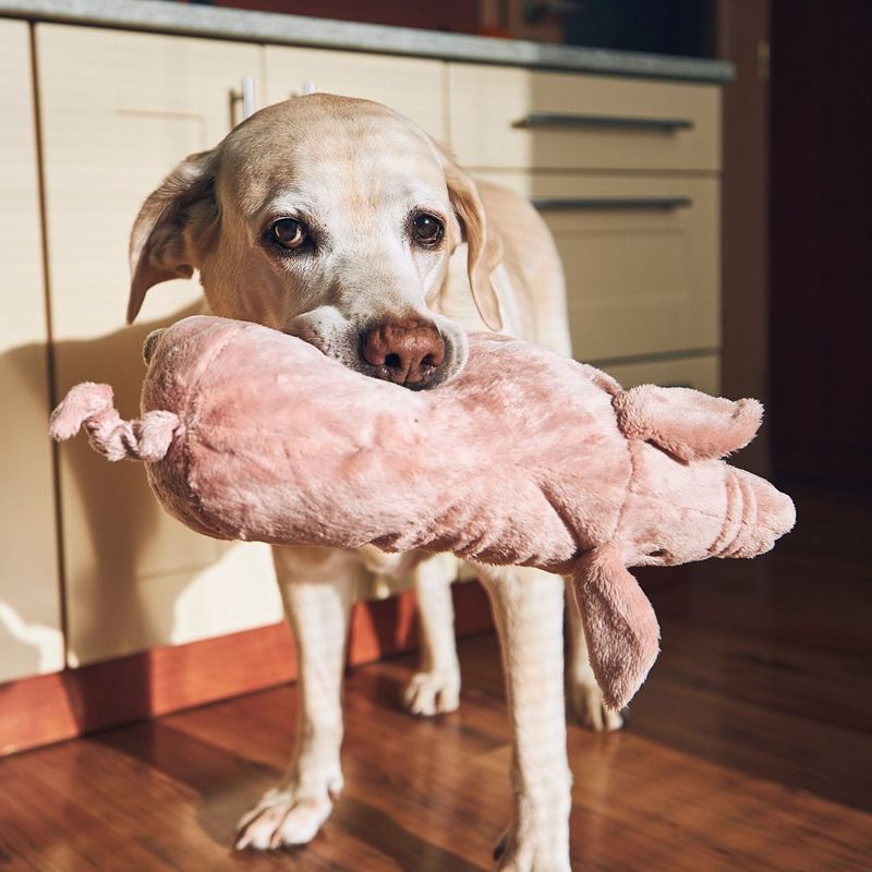 dog with comfort toy