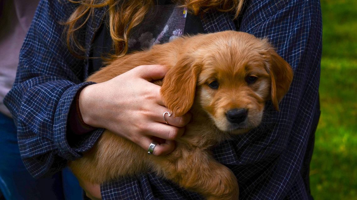 holding a puppy