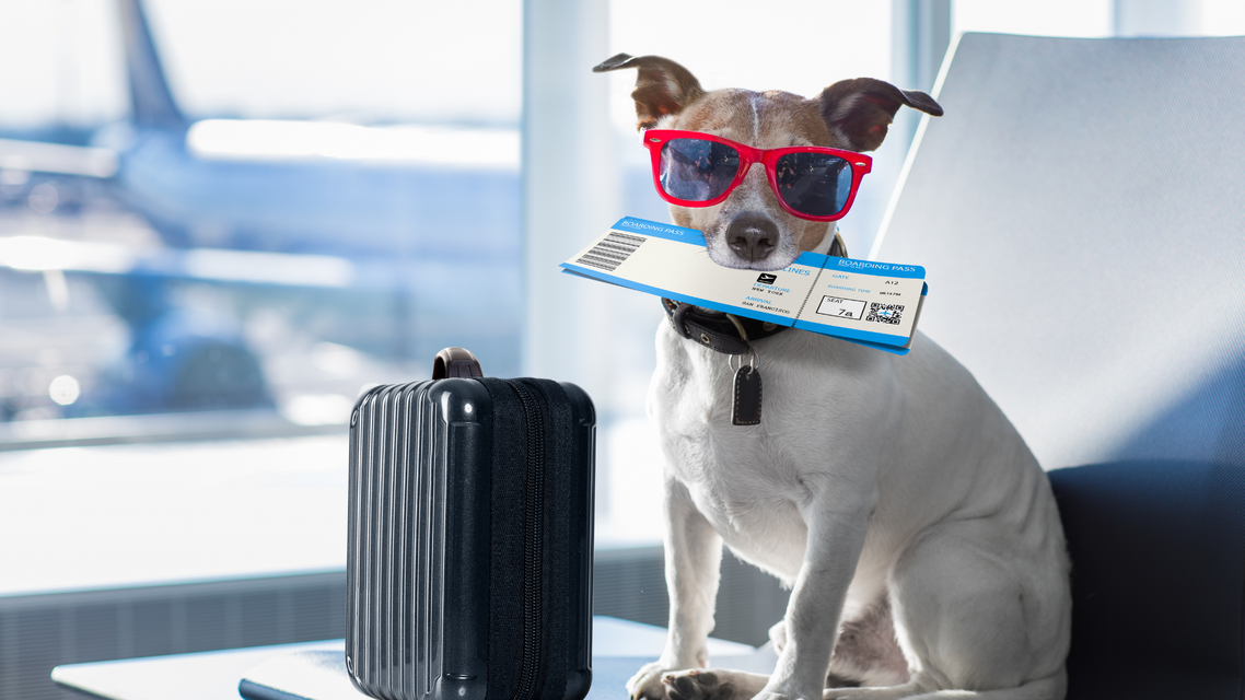 How Pet Flight Nannies Ensure the Comfort and Well-being of Your Pet During Travel.png
