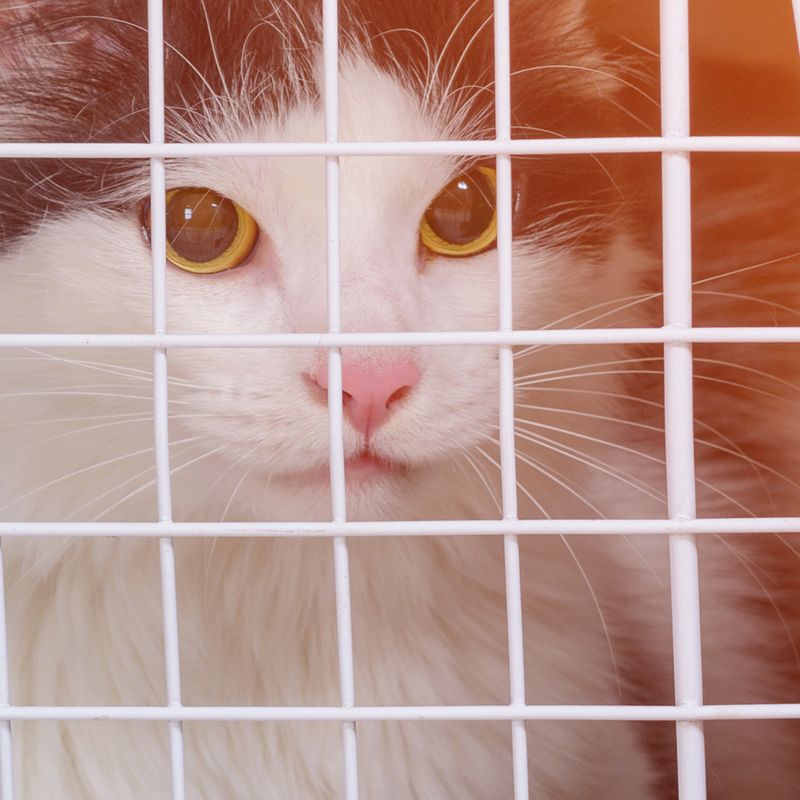 Image of a cat in a carrier