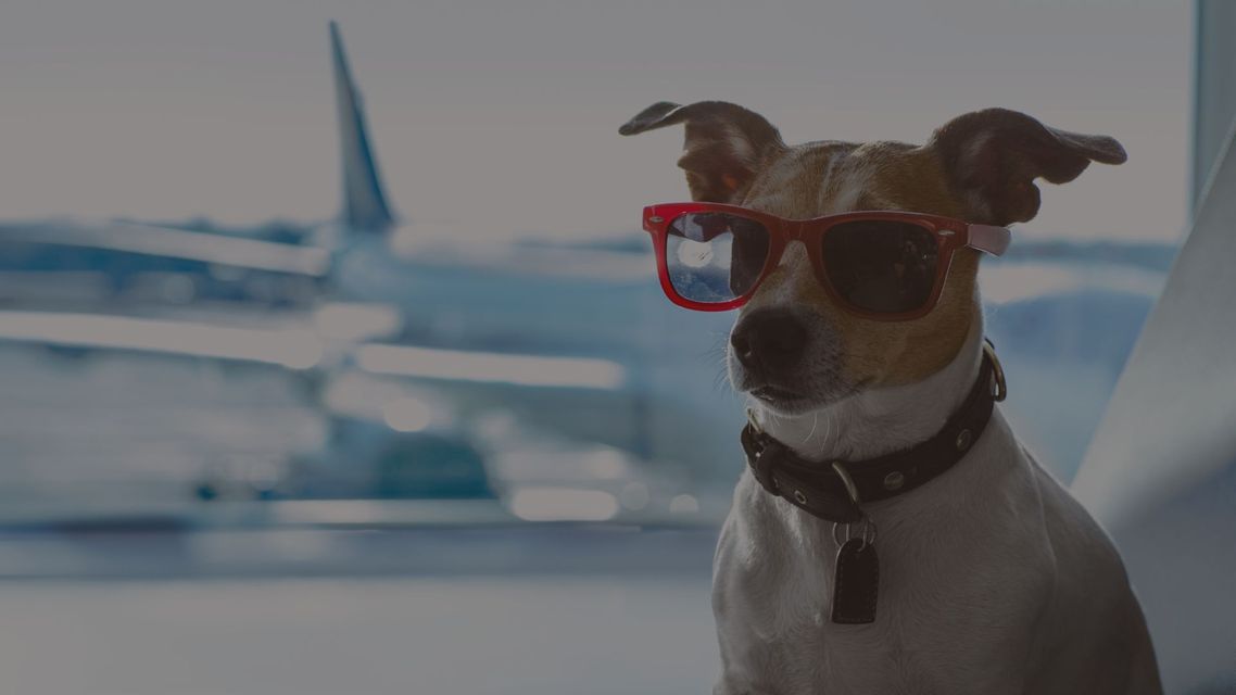 The Benefits of Using a Pet Flight Nanny Hero.jpg