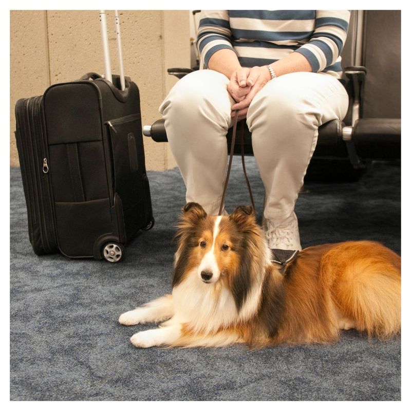 The Benefits of Using a Pet Flight Nanny (3).jpg