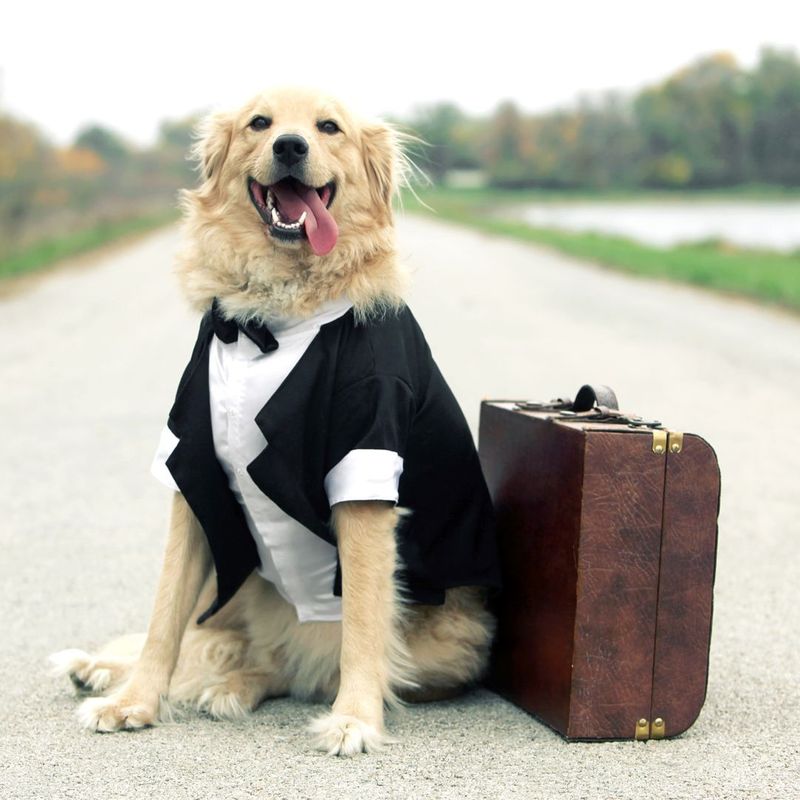 Why You Should Leave Pet Transportation to the Professionals - 3.jpg