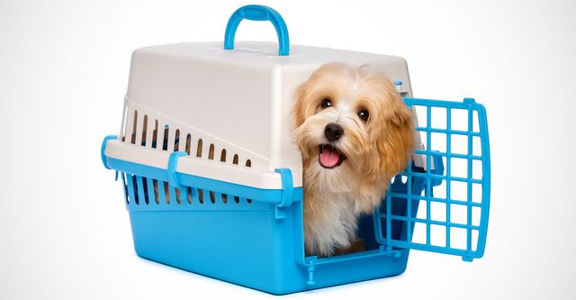 Image of a dog in a carrier. 