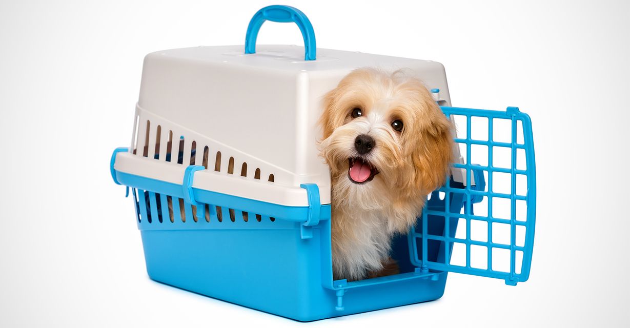 Image of a dog in a carrier. 