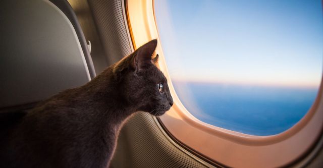 M33289 - Blitz - 4 Questions to Help You Determine If You Need a Flight Nanny for Your Pet.jpg