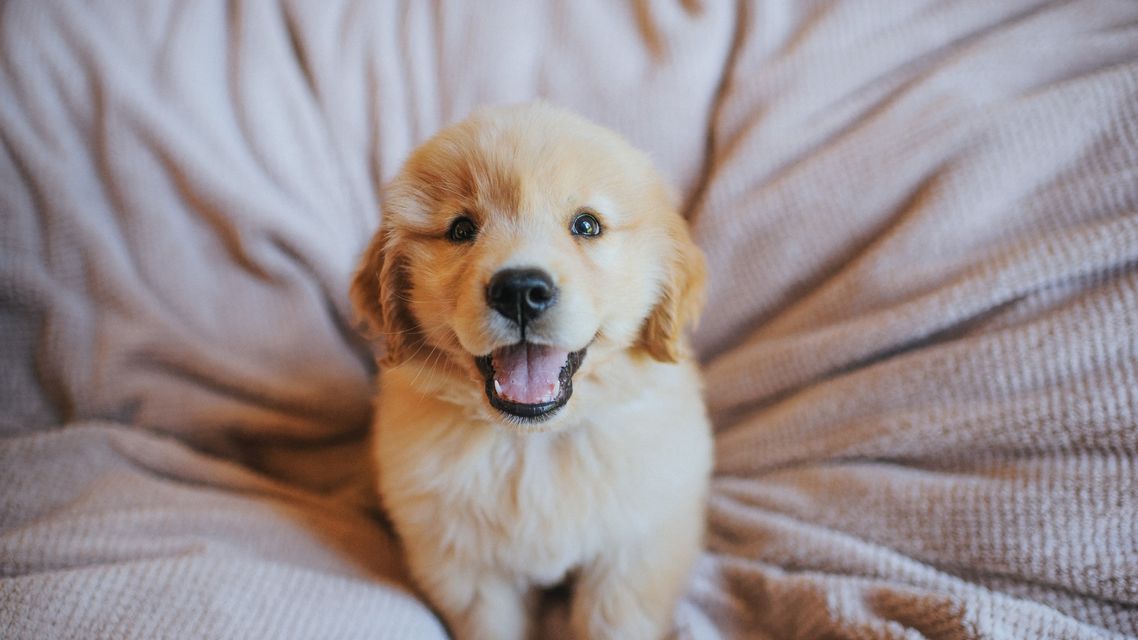 HERO-Flying Your Puppy Essential Tips for a Stress-Free Experience.jpg