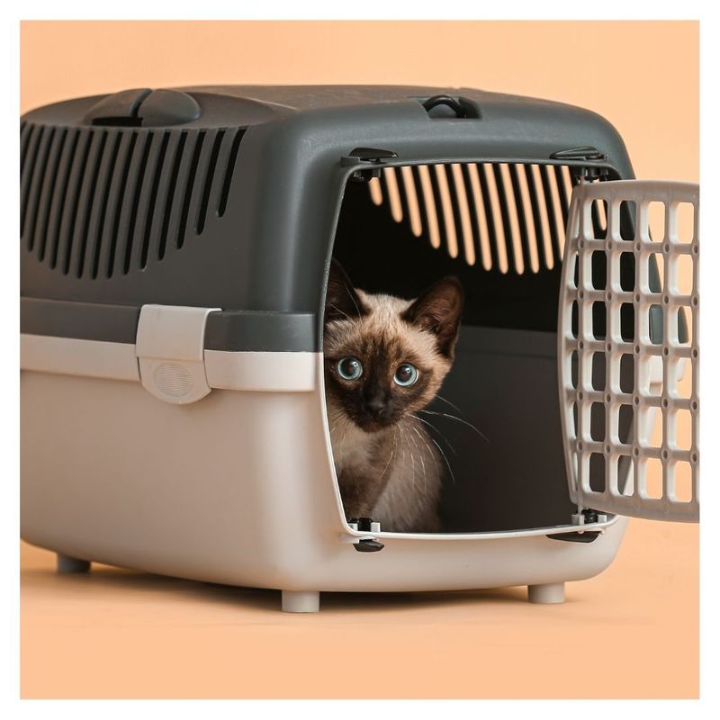 cat in a carrier