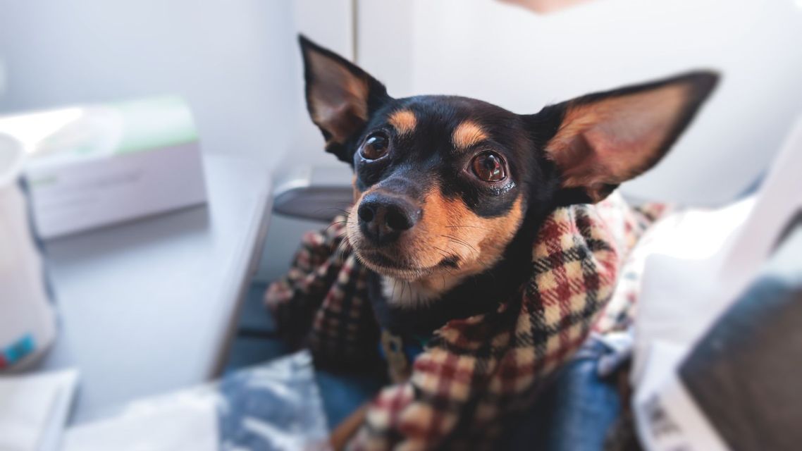 Air Travel with Pets Important Guidelines and Precautions - Hero.jpg