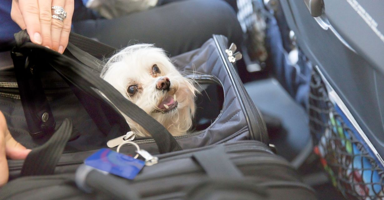 dog on flight