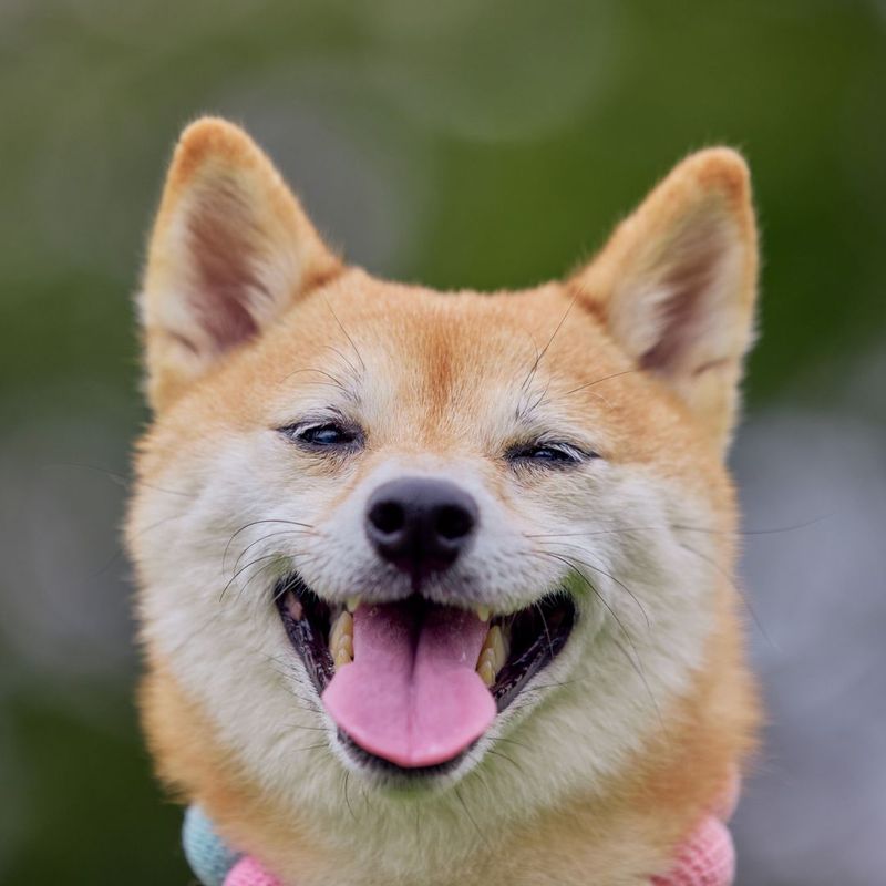 happy dog