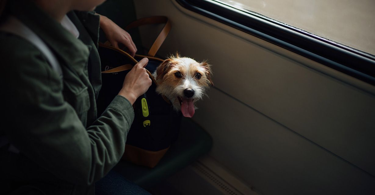 happy dog